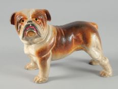 A PAINTED CAST IRON BULL DOG DOORSTOP. 8ins long.