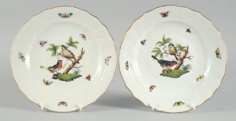 A GOOD PAIR OF HEREND PORCELAIN PLATES painted with birds and insects. 8.5ins diameter.