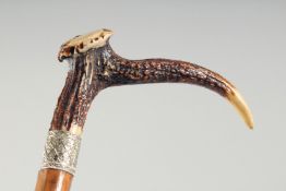 A GOOD VICTORIAN WALKING STICK with antler handle and silver band.