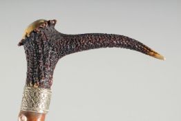 A GOOD VICTORIAN WALKING STICK with antler handle and silver band.