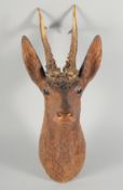 A 19TH CENTURY BLACK FOREST CARVED WOOD DEER'S HEAD with real antlers and glass eyes. 19ins long.