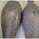 Hand made wooden pigeon decoys and A.E.B Johnson book Shooting Wood Pigeon - Image 8 of 8