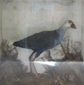Taxidermy - Grey headed Western Swamphen - cased approx. 47cm x 46cm