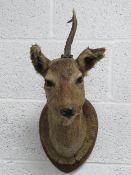 Taxidermy; a deer head on mount bearing label 'Van Thieghem 62 Rue de Marais 62 Bruxelles',