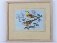 Alan Greenway; Watercolour 'Emberiza Citrinella', signed in pencil and dated 1993,