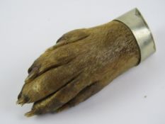 A Victorian otter paw brooch having silver plated mount with makers mark A & Co, 7cm in length.