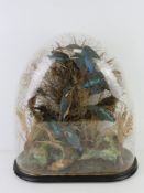 A Victorian hemispherical glass dome display case on fitted ebonised four footed stand,