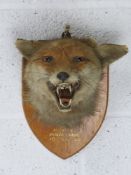An early 20th century fox mask on shield mount 'C.F.H Binscombe 19.12.