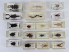 National Geographic 'Real Life Bugs and Insects' collection of scorpions, centipedes, beetles, etc.