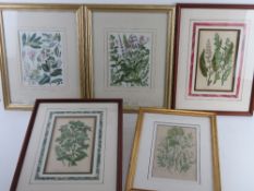 A quantity of botanical framed engravings and prints.