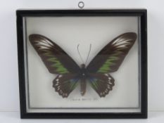 Taxidermy; Trogonoptera brookiana, Rajah Brooke's birdwing butterfly in glazed case.