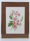 Watercolour; study of Rosa 'Pink Grootemdorst' by Gladys Tonge 1981, 36 x 26cm, framed and mounted.