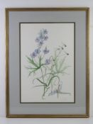 Watercolour study of Delphinium Belladonna by Gladys Tonge 1979, framed and mounted, 55 x 36cm.