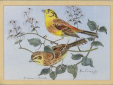 Alan Greenway; Watercolour 'Emberiza Citrinella', signed in pencil and dated 1993,