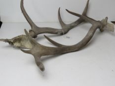 A pair of five point stag antlers.