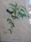 Lithograph; Leucippus Fallax; two birds