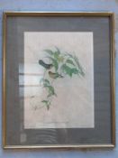 Lithograph; Leucippus Fallax; two birds on flowering vine 'Gould and HC Richter;