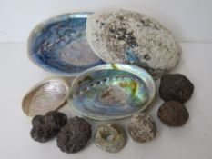 A quantity of shells and volcanic rock.