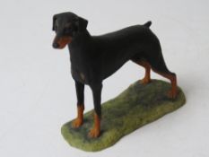 A Border Fine Arts hand made figurine of a Doberman, approx 16cm wide.