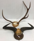 Taxidermy - A pair of Wildebeest horns on shield shaped plaque, bears remains of paper label verso,