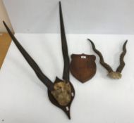 Taxidermy - A pair of early 20th Century Black Buck horns, with associated shield shaped plaque,