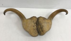 Taxidermy - A pair of Musk Ox horns,