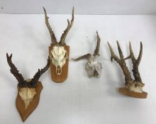 Taxidermy - Four assorted Roe deer part skulls and antlers, one with deformed antler set,