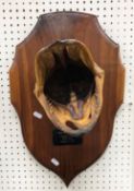 Taxidermy - a stuffed and mounted Pike's head on shield shaped plaque,