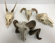 Taxidermy - A Red deer part skull with deformed antlers,