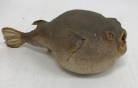Taxidermy - A collection of various antler and antler sections and a stuffed Puffa fish