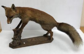 Taxidermy - a stuffed and mounted fox with its front paws on a log raised on a wooden plinth base
