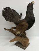 Taxidermy - a stuffed and mounted capercaillie on a log raised on a rectangular wooden plinth base