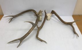 Taxidermy - Two pairs of deformed Red deer antlers,