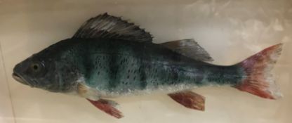 Taxidermy - a Silver Pike housed in a five sided glazed display case (A/F),