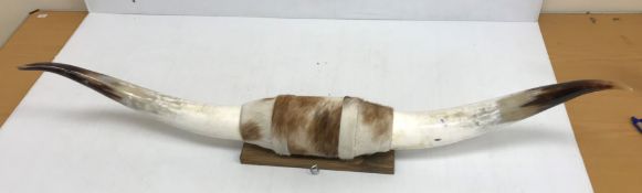 Taxidermy - A pair of polished wall moun