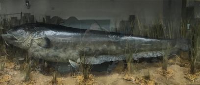 A taxidermy stuffed and mounted catfish