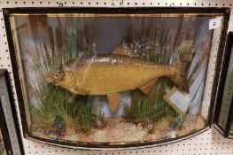 A Victorian taxidermy stuffed and mounte