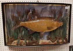 A rare Victorian taxidermy stuffed and m
