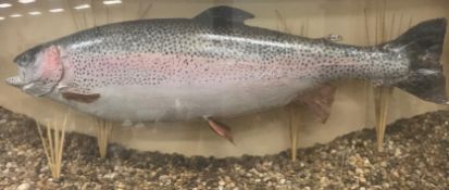 A taxidermy stuffed and mounted rainbow