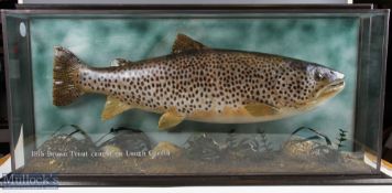 Taxidermy - Cased Fish of a 18lb Brown Trout, caught at Lough Corrib, an impressive fish with a