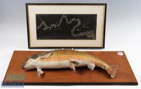 Taxidermy Mounted Salmon 6 ½ lb, with a map of where it was caught at red rock pool St Jean River