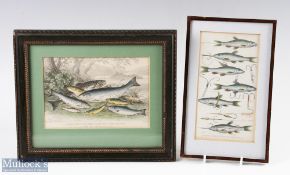 2x Period Fishing Framed Engravings, of salmon gulse or young salmon trout parr by John Miller 28.
