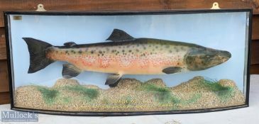 Taxidermy Cased Fish - Salmon 14lb 7oz in bow front case on gravel base, gold lettering to front '