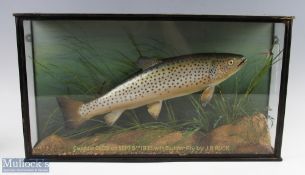Taxidermy Cased Fish of a Rainbow Trout caught in Glos 1935 with a badger fly by Mr J D Druck,