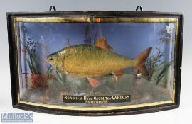 Taxidermy F Spicer, early 20th century Taxidermy Roach, 1lb 11 ½ oz caught by V A Ridley 4th Oct