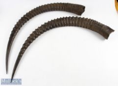 Antelope Horn Pair an impressive sized set of African Antelope horns #102cm long