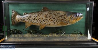 Taxidermy - Cased Fish of a 16lb 4oz Brown Trout caught at Lough Corrib 2003, a quality display with