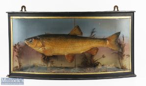 Taxidermy Dace / Bleak Cased Fish in bow fronted glazed case with naturalistic ground, no
