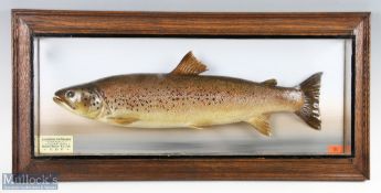 Taxidermy Cased Fish of a Brown Trout by John McPherson Inverness, a 31/2lb Trout caught at Loch