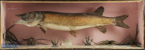 Taxidermy Cased Fish of a Pike handwritten label to inside caught in the neighbourhood of Banbury